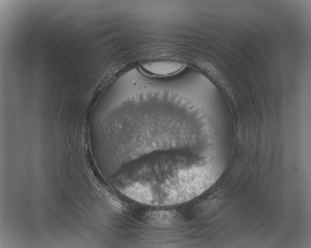 X0000062620449200601041009