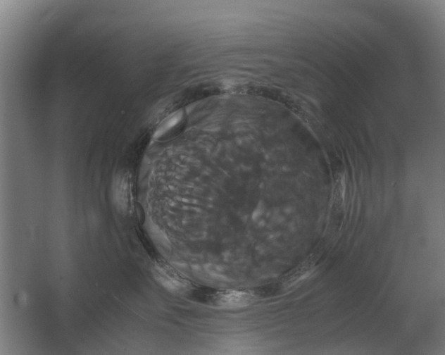 X0000062620527200601041008