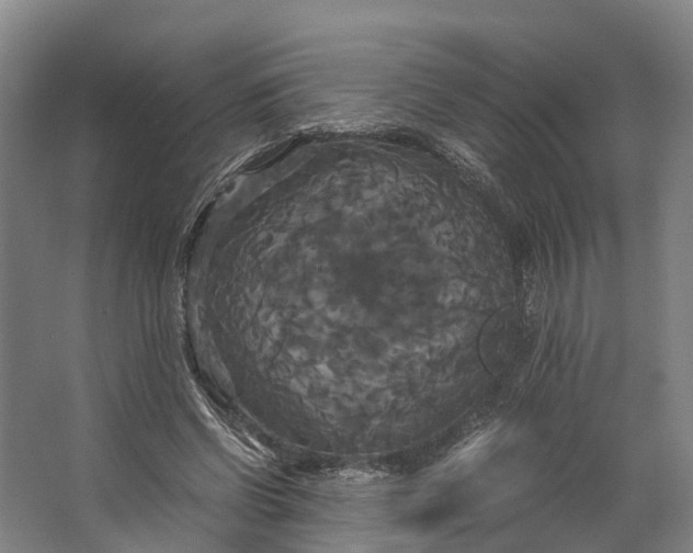 X0000062620542200601041008