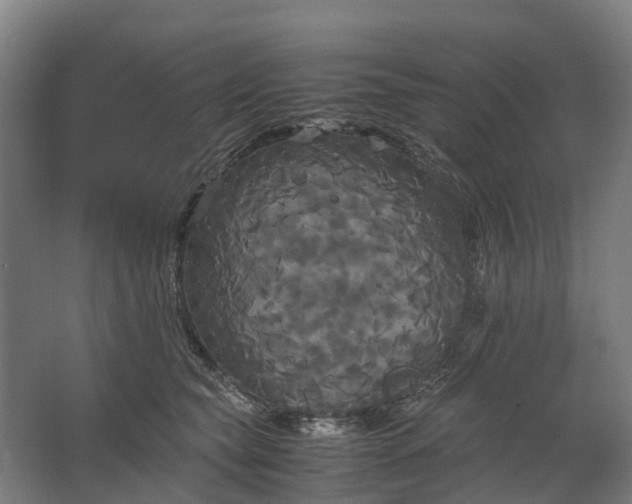 X0000062620565200601041008