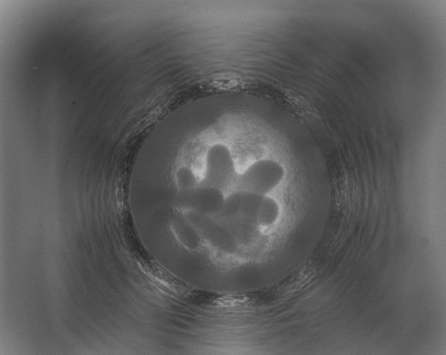 X0000062620606200601041007