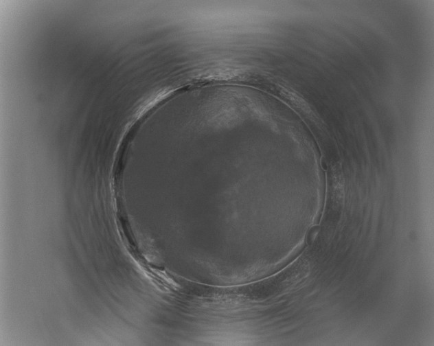 X0000062620626200601041006