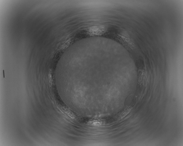 X0000062620655200601041006