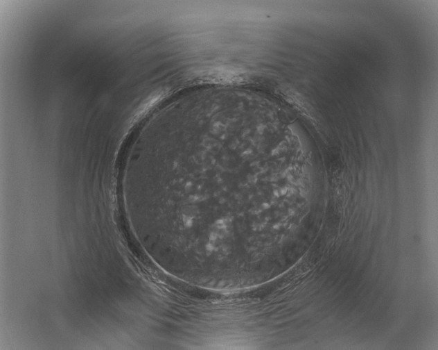 X0000062620679200601041006