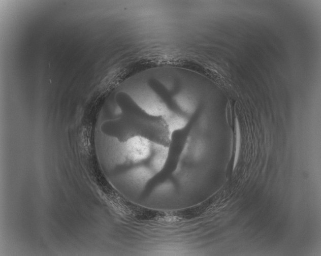 X0000062620695200601041005