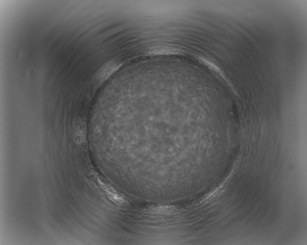 X0000062620833200601041003