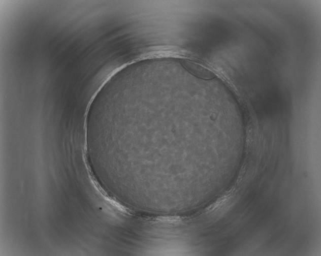 X0000062620844200601041003