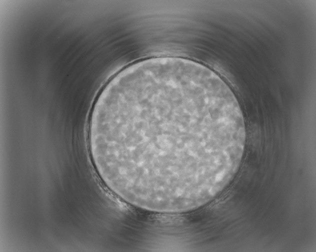 X0000062620856200601041003