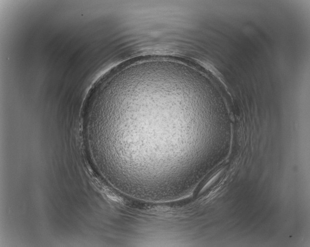 X0000062620971200601041001