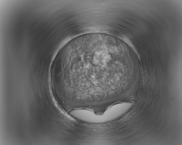 X0000062621096200601040959