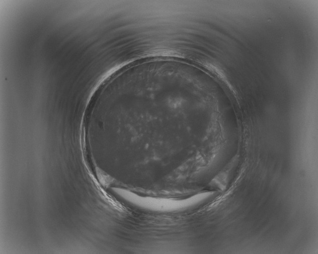 X0000062621125200601040958