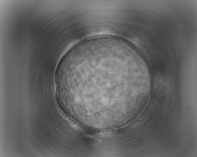 X0000062621274200601040956