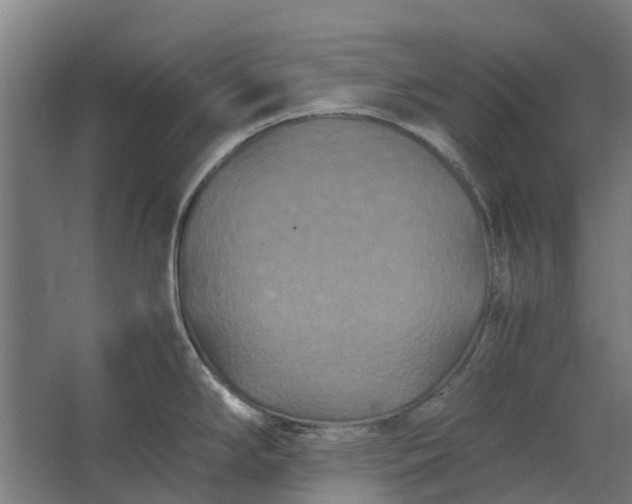 X0000062621294200601040955