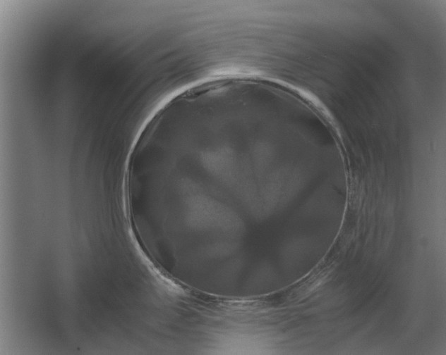 X0000062621295200601040955