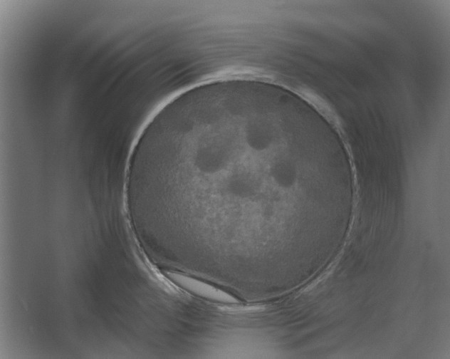 X0000062621296200601040955