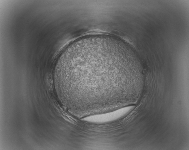 X0000062621355200601040954