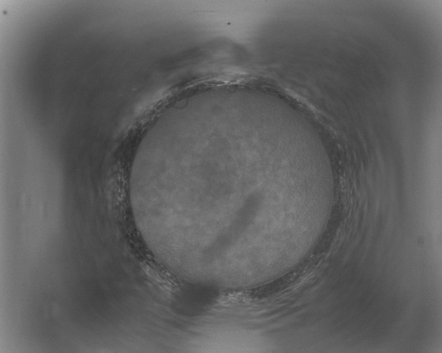 X0000062621447200601040953