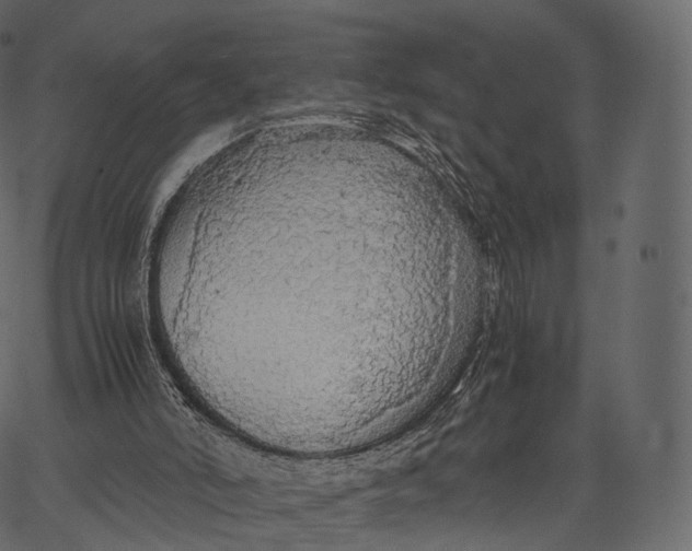 X0000062620006200601111046