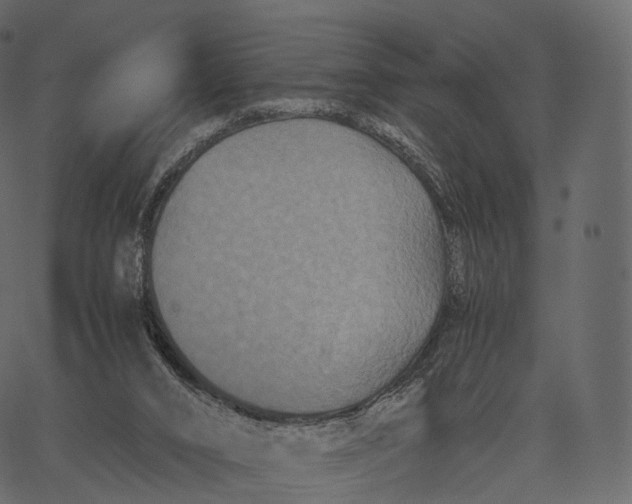 X0000062620016200601111046