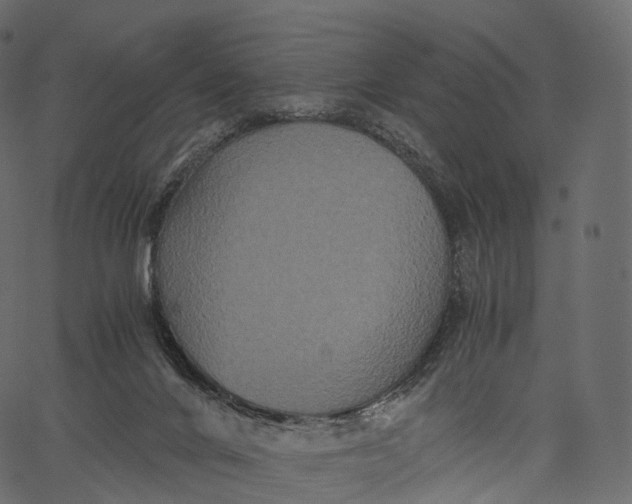 X0000062620024200601111046