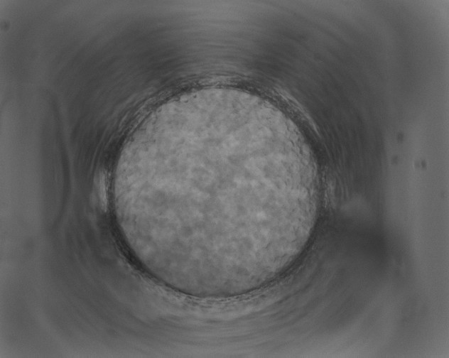 X0000062620026200601111046