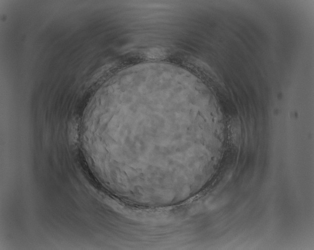 X0000062620032200601111046