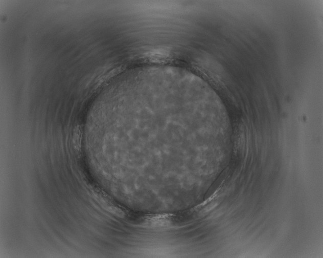 X0000062620078200601111045