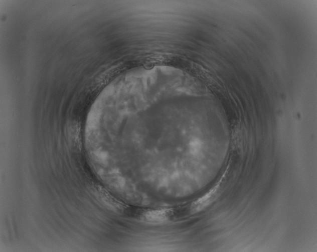 X0000062620178200601111043