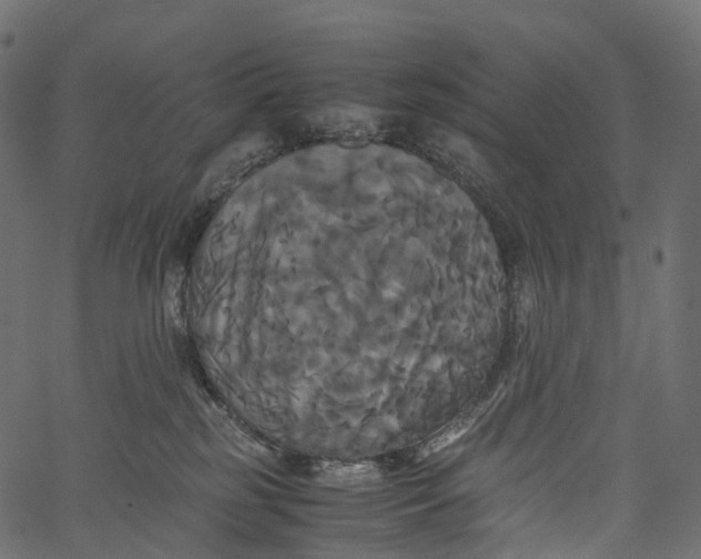 X0000062620185200601111044