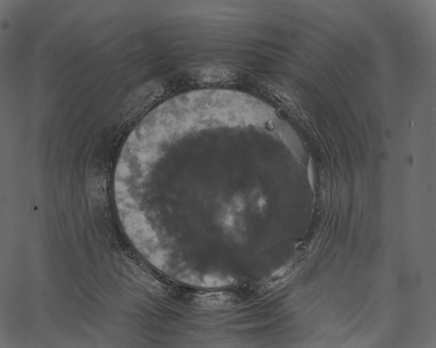 X0000062620269200601111042