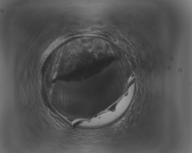 X0000062620295200601111041