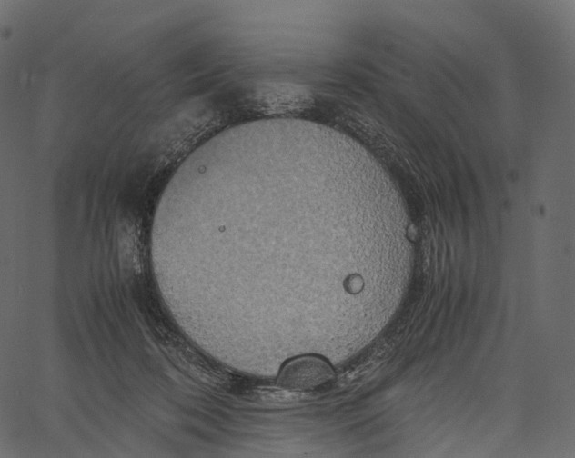 X0000062620316200601111041