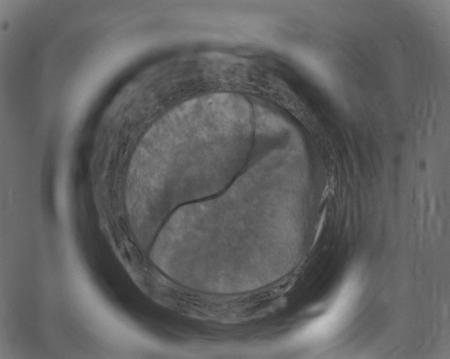 X0000062620431200601111039