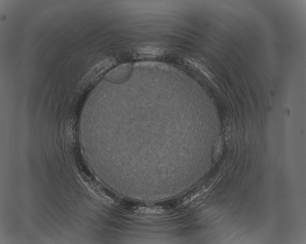 X0000062620455200601111038