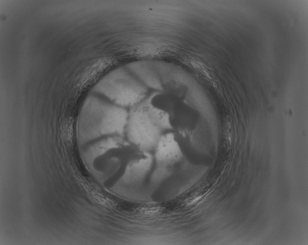 X0000062620495200601111038