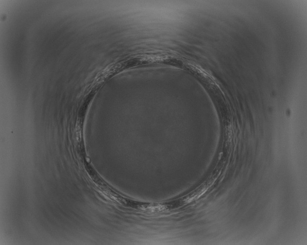 X0000062620517200601111037