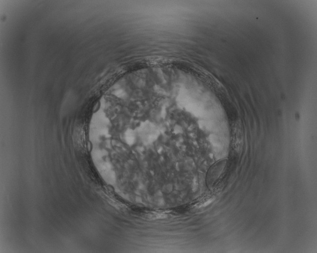 X0000062620523200601111037