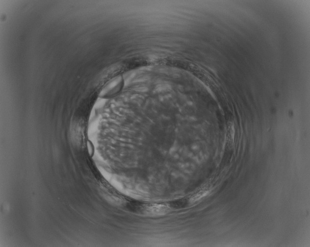 X0000062620527200601111037