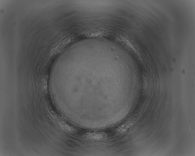 X0000062620545200601111037