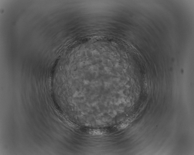 X0000062620565200601111037