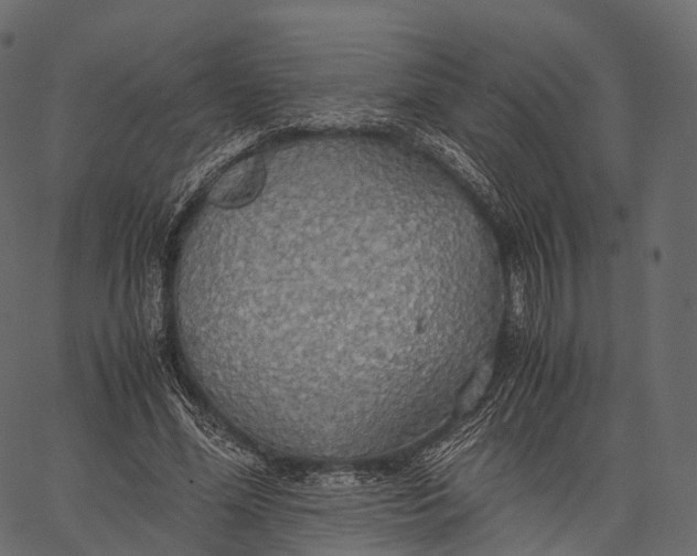 X0000062620588200601111036