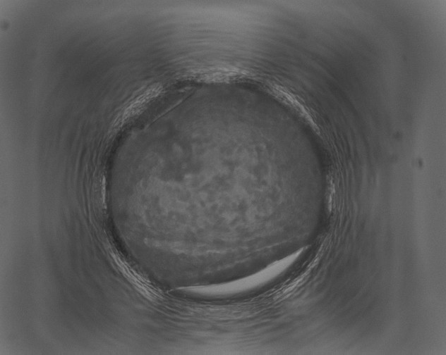 X0000062620589200601111036