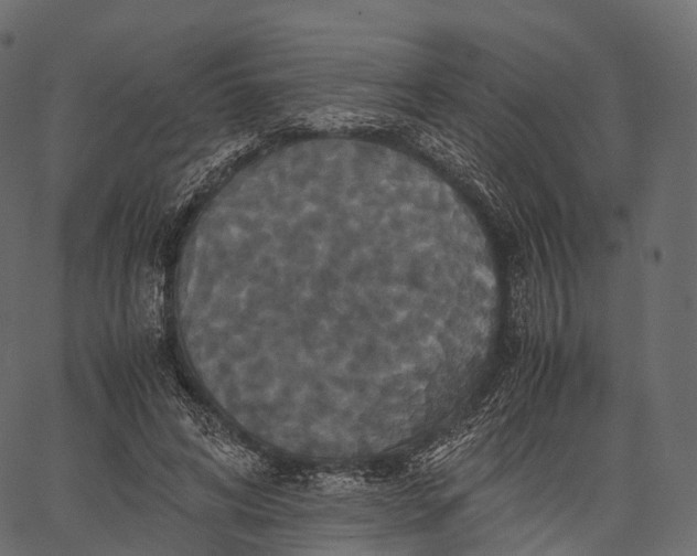 X0000062620592200601111036