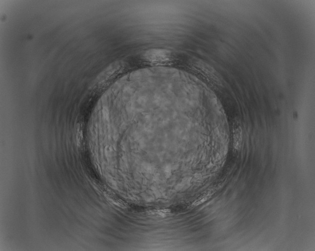 X0000062620618200601111036