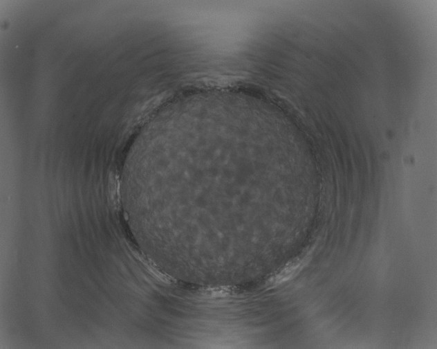 X0000062620624200601111036