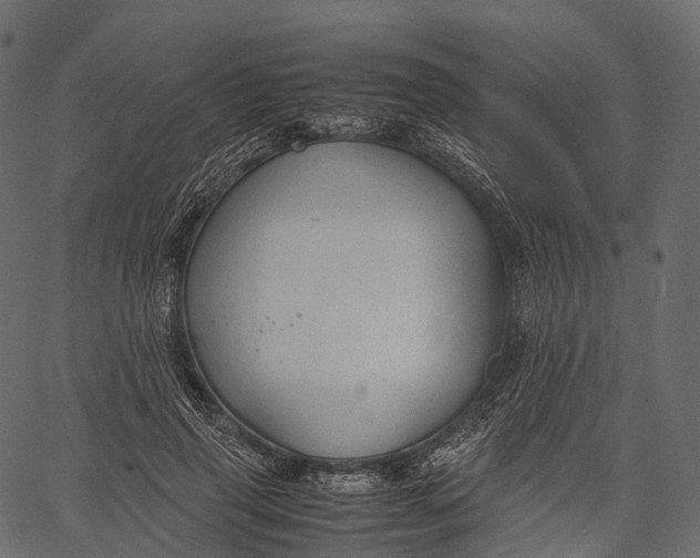 X0000062620645200601111035