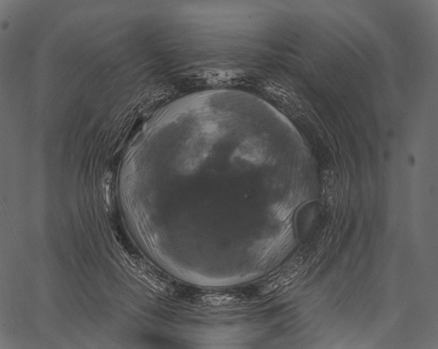 X0000062620650200601111035