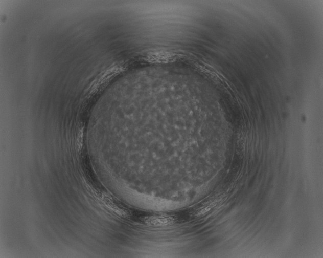 X0000062620652200601111035