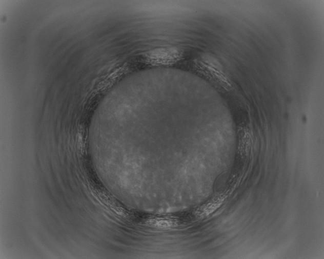 X0000062620655200601111035