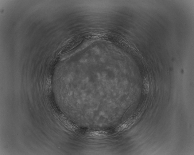 X0000062620657200601111035